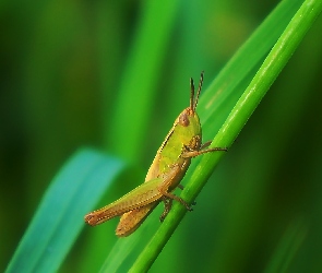 Polny, Makro, Trawa, Źdźbło, Konik