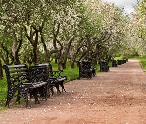 Park, Ławki, Alejka, Drzewa