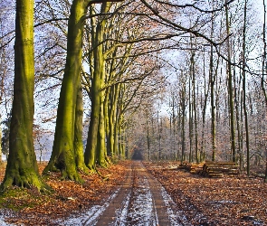 Jesień, Wycinka, Las, Droga