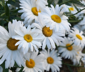 Białe, Margarytka, Kwiaty