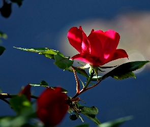 Róża, Czerwona
