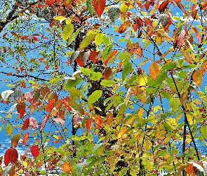 Jezioro, Liście, Kolorowe, Drzewo, Jesień