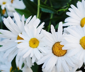 Białe, Margarytka, Kwiaty