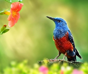 Kwiat, Ptak
