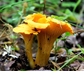 Kurka, Ściółka, Grzyb
