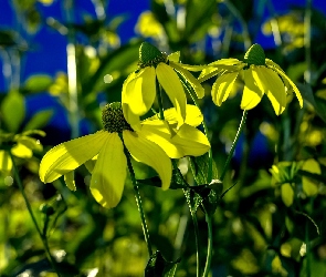 Kwiaty, Rudbekia Lśniąca, Żółte