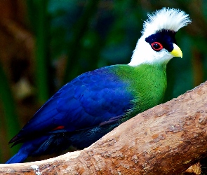 Turaco, Konar