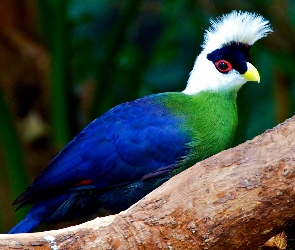 Konar, Turaco