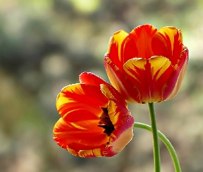Tulipany, Dwa