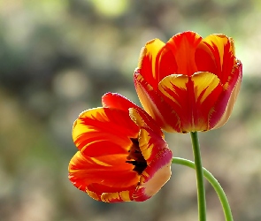 Dwa, Tulipany