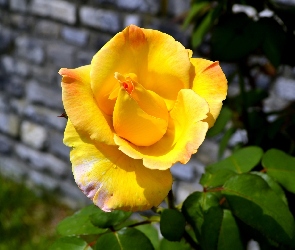 Róża, Ogród, Żółta