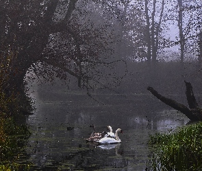 Łabędzie, Rogaliński Park Krajobrazowy., Mgła, Staw