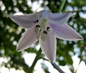 Biało-Fioletowy, Kwiat