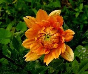 Pomarańczowa, Dalia