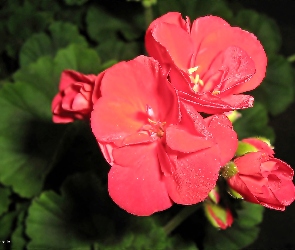 Czerwone, Pelargonie, Kwiaty