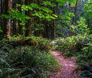 Las, Zarośla, Ścieżka