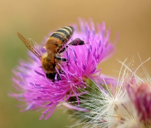 Oset, Pszczoła