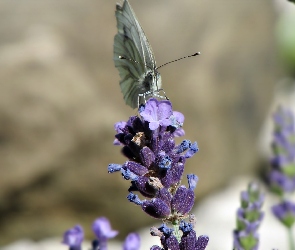 Kwiat, Motyl, Lawenda