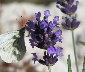 Motyl, Lawenda