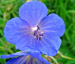 Kwiat, Niebieski