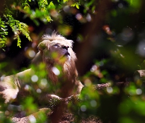 Ogród Zoologiczny, Zarośla, Biały Lew, Przebijające Światło