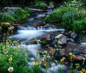 Potok, Kamienie, Kwiaty