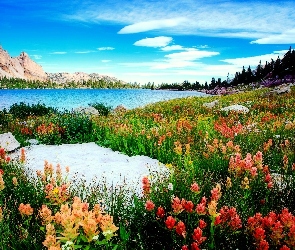 Jezioro, Kwiaty