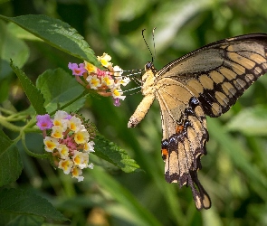 Paź Królowej, Kwiaty, Motyl