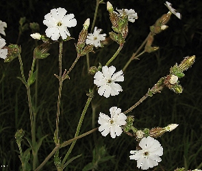 Kwiaty, Białe