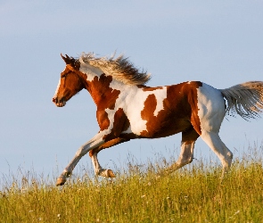 Niebo, Łąka, Koń, Galop