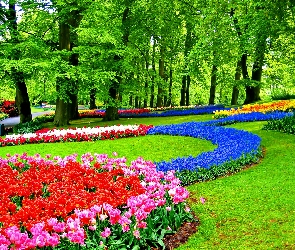 Tulipany, Lisse, Park, Keukenhof, Szafirki