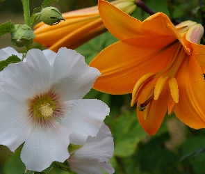 Lilia, Pomarańczowa, Biała, Malwa
