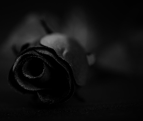 Róża, Czarna, Kwiat
