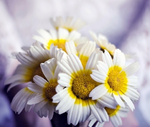 Białe, Margerytki, Kwiaty