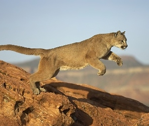 Skok, Skały, Puma