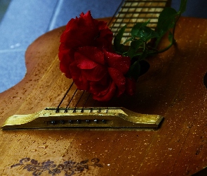 Róża, Ornament, Gitara, Akustyczna