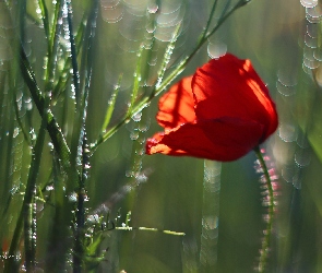 Bokeh, Zbożu, Maczek, W