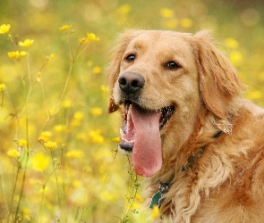 Golden, Kwiatki, Łąka, Żółte, Retriever