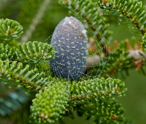 Iglaki, Szyszka