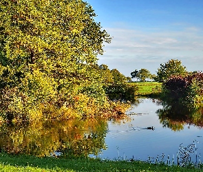 Łąka, Drzewa, Odbicie, Kaczka, Przebijające, Światło, Jezioro