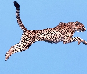 Gepard