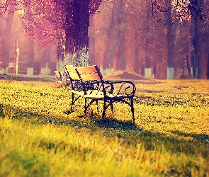 Jesień, Ławki, Mgła, Park, Drzewa, Trawa