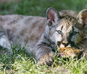 Puma, Dziki Kot