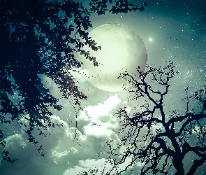 Drzewa, Niebo, Chmury, Księżyc