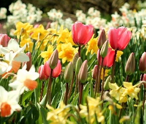 Wiosenne, Żonkile, Tulipany, Narcyze, Kwiaty