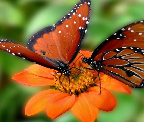 Pomarańczowy, Motyle, Dwa, Kwiat