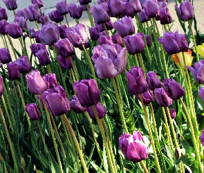 Fioletowe, Tulipany