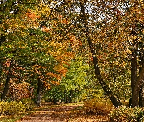 Alejki, Puszkin, Aleksandrowski, Park, Jesień