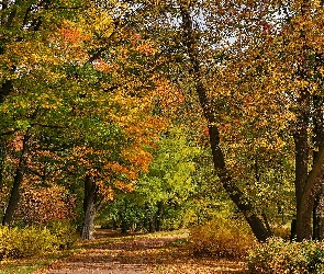 Jesień, Puszkin, Park, Aleksandrowski, Alejki