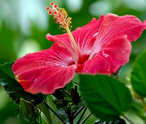 Różowy, Hibiskus, Kwiat